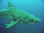 Fending off a Tiger Shark while #Spearfishing [Video]
